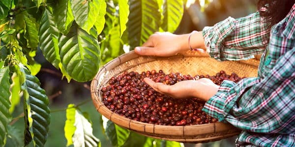 Coffee Farm Tour
