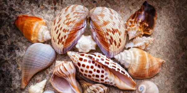 Marco Island Shelling Boat