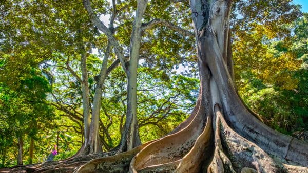 Botanical Garden Meander
