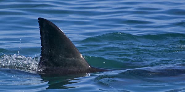 Shark Fishing