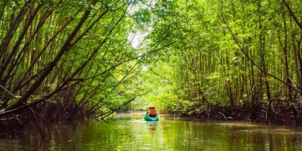 Mangrove Kayak Adventure