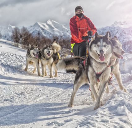 Dog sledding